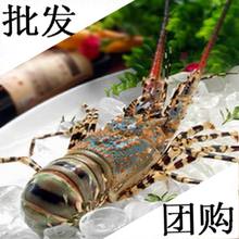 【青龙虾】最新最全青龙虾 产品参考信息