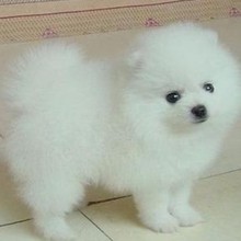 【白博美狐狸狗】最新最全白博美狐狸狗 产品