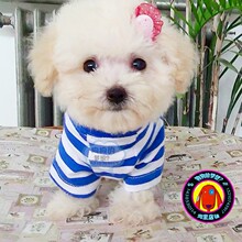 【白色茶杯泰迪犬】最新最全白色茶杯泰迪犬
