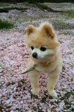 【日本俊介狗】最新最全日本俊介狗 产品参考