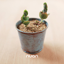 【白姬之舞】最新最全白姬之舞 产品参考信息