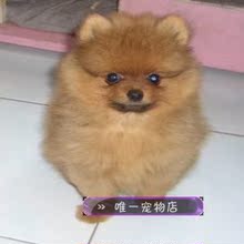 【白博美狐狸狗】最新最全白博美狐狸狗 产品