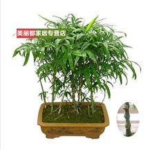 【竹子植物盆栽】最新最全竹子植物盆栽 产品