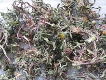 【干蒲公英】最新最全干蒲公英 产品参考信息_一淘搜索