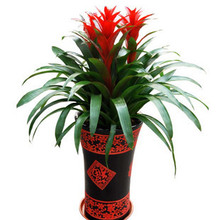 【绿植鸿运当头】最新最全绿植鸿运当头 产品