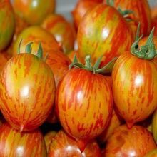 【红樱桃番茄】最新最全红樱桃番茄 产品参考