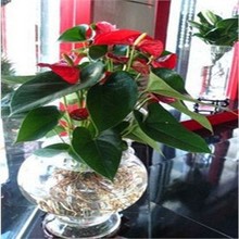 【红掌种子】最新最全红掌种子 产品参考信息