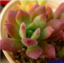 【多肉植物凝脂莲】最新最全多肉植物凝脂莲 
