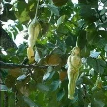 【人形人参果树苗】最新最全人形人参果树苗 