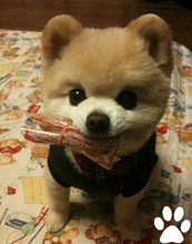 【英式博美】最新最全英式博美 产品参考信息_一淘搜索