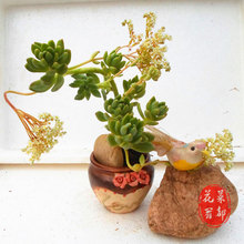 【多肉植物春萌老桩】最新最全多肉植物春萌老桩搭配优惠_一淘网