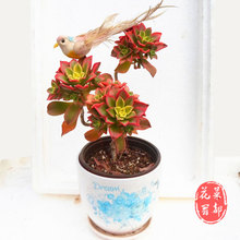 【艳日辉多肉老桩】_绿植园艺价格_最新最全绿植园艺搭配优惠_一淘网