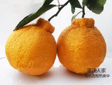【柑橘不知火丑橘】最新最全柑橘不知火丑橘 
