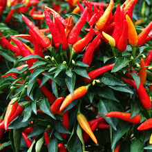 【盆栽朝天椒】最新最全盆栽朝天椒 产品参考