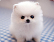 【白博美狐狸狗】最新最全白博美狐狸狗 产品