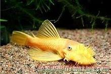 【黄金大胡子鱼】最新最全黄金大胡子鱼 产品参考信息_一淘搜索