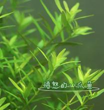 【绿宫廷水草】最新最全绿宫廷水草 产品参考