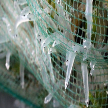 【新鲜小银鱼】最新最全新鲜小银鱼 产品参考