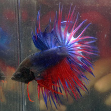 【狮王鱼】最新最全狮王鱼 产品参考信息