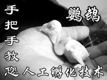 【鹦鹉孵化箱】最新最全鹦鹉孵化箱 产品参考信息_一淘搜索