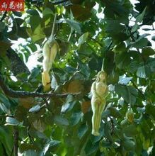 【人形人参果树苗】最新最全人形人参果树苗 