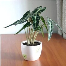 【<em>小仙女植物</em>】最新最全<em>小仙女植物</em> 产品参考