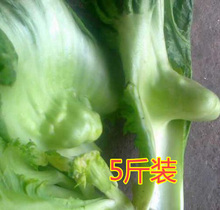 四川新鲜蔬菜奶奶菜农家自种芥菜青菜做跳水