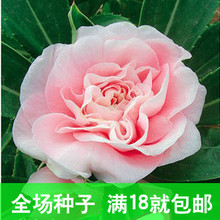 【茶花凤仙花】最新最全茶花凤仙花 产品参考