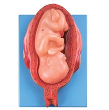 【胎儿发育过程】最新最全胎儿发育过程 产品