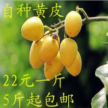 【黄皮果】最新最全黄皮果 产品参考信息