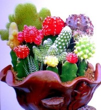 【花籽批发】最新最全花籽批发 产品参考信息