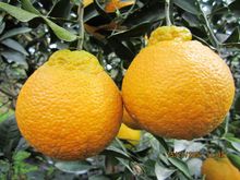 【柑橘不知火丑橘】最新最全柑橘不知火丑橘 
