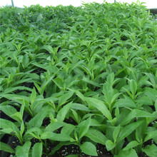 【降糖草】_绿植园艺价格_最新最全绿植园艺搭配优惠_一淘网