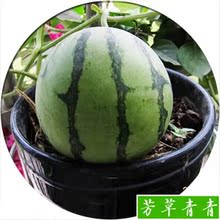 【盆栽室内水果】最新最全盆栽室内水果 产品