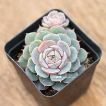 【多肉 植物雪域】最新最全多肉 植物雪域搭配