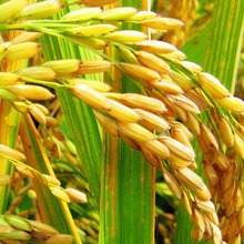 【恩施富硒大米】最新最全恩施富硒大米搭配优