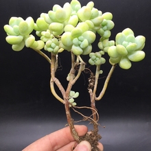 【天使之泪 老桩】_绿植园艺价格_最新最全绿植园艺搭配优惠_一淘网