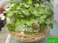 加空气湿度 办公室自动吸水桌面迷你水培植物