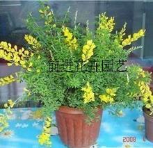 【黄金万两花】最新最全黄金万两花 产品参考信息_一淘搜索