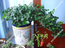 【铁茉莉】最新最全铁茉莉 产品参考信息