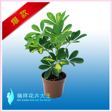 常绿植物 鸭掌木\/七叶莲\/鹅掌柴苗 鸭脚木 花卉