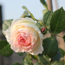 【花卉龙沙宝石】最新最全花卉龙沙宝石返利优