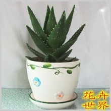 【观赏芦荟】最新最全观赏芦荟返利优惠