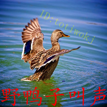 【野鸭叫声】_宠物价格_最新最全宠物返利优