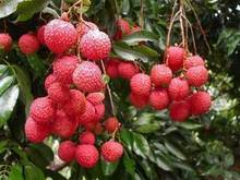 【桂味荔枝苗】最新最全桂味荔枝苗 产品参考