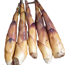 【苦竹笋】最新最全苦竹笋 产品参考信息_一淘搜索