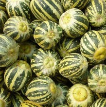 【八里香甜瓜种子】_绿植园艺价格_最新最全