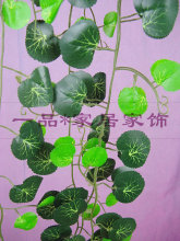 【室内藤蔓植物】最新最全室内藤蔓植物 产品