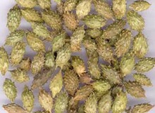 【苍耳子过敏性鼻炎】最新最全苍耳子过敏性鼻核桃与山核桃的区别图片