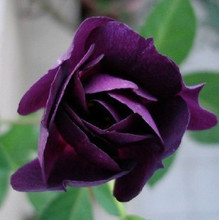 【藤本月季花小苗】最新最全藤本月季花小苗 